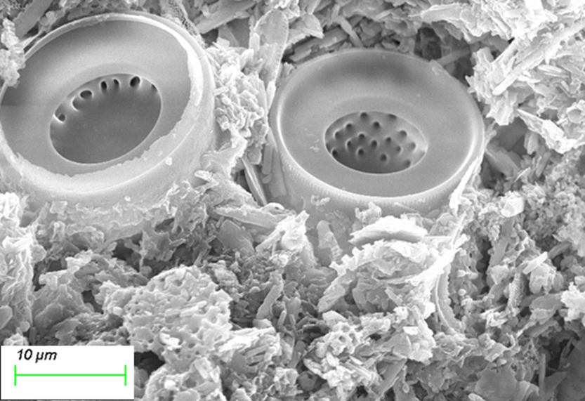 Ηλεκτρονική Μικροσκοπία: Σκελετικά Υπολείμματα Υδρόβιων Φυτών (Διάτομα) σε Πέτρωμα